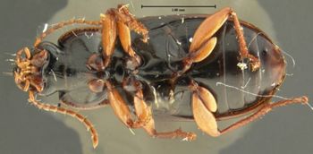 Media type: image;   Entomology 32980 Aspect: habitus ventral view